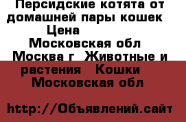Персидские котята от домашней пары кошек › Цена ­ 25 000 - Московская обл., Москва г. Животные и растения » Кошки   . Московская обл.
